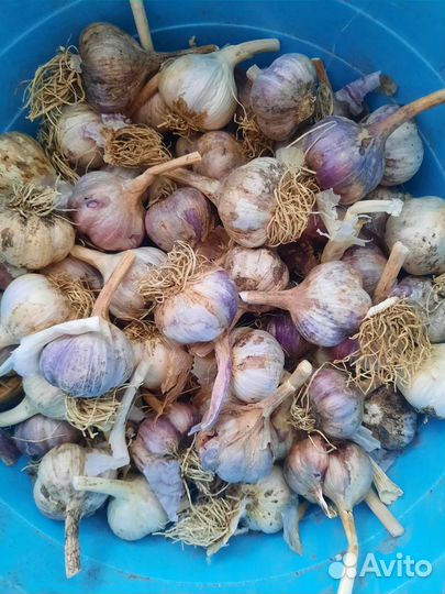 Озимый чеснок