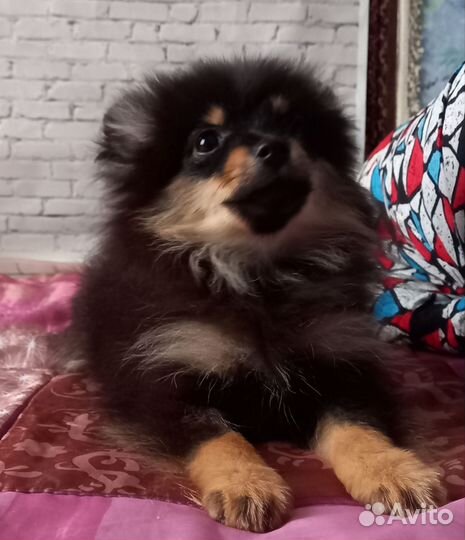 Шпиц пом мини девочки