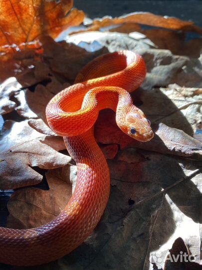 Маисовый полоз