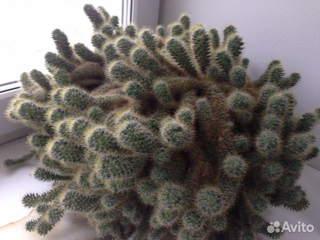 Маммилярия побегоносная