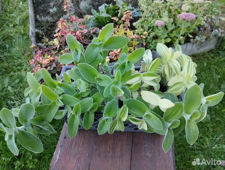 Традесканции