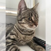 Нашли кошку, отдам обратно хозяину, Бишкек