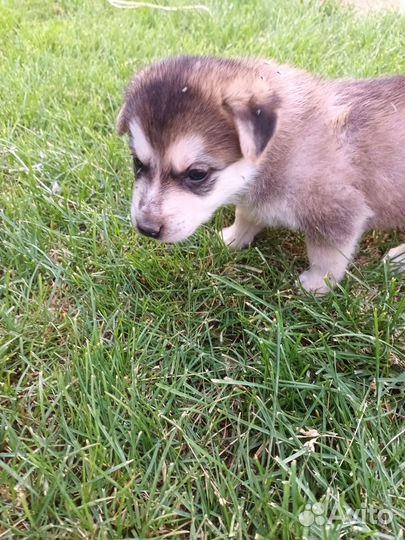 Щенки в добрые руки