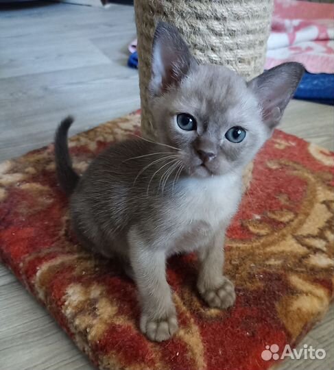 Бурманская