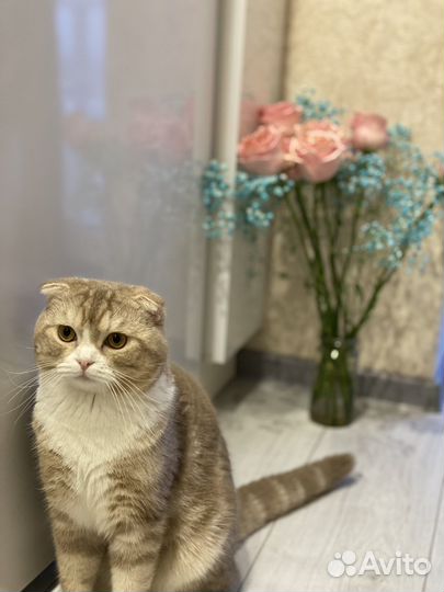 Шотландский кот вязка