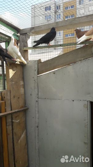 Продам голубей