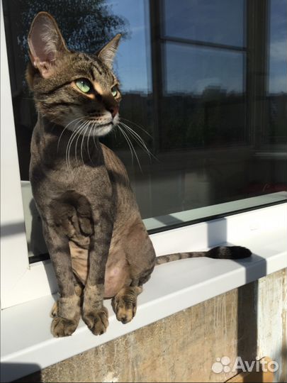 Стрижка кошек