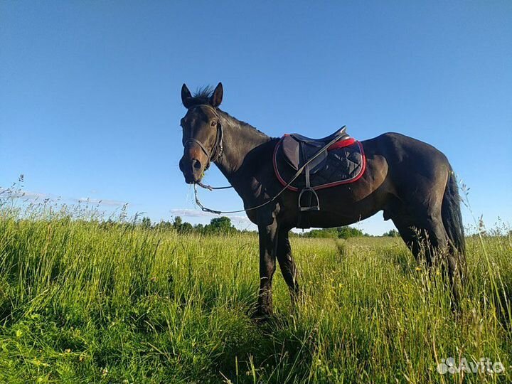 Конные прогулки Фотоссесии и аренда лошадей