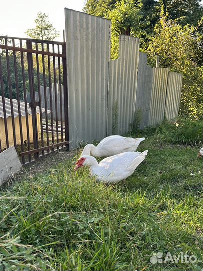 Гуси, индоутки