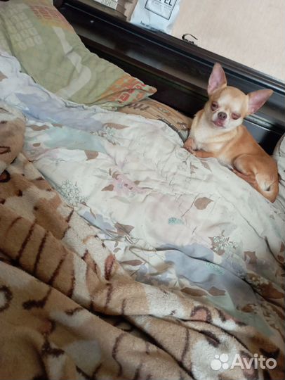 Жених для вязки чихуахуа