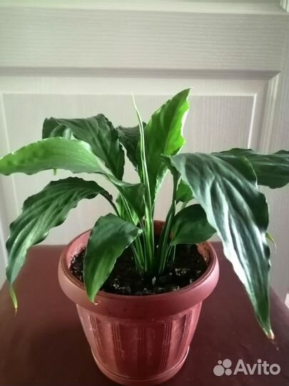 Женское счастье