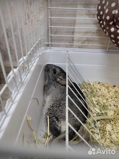 Клетка для грызунов бу