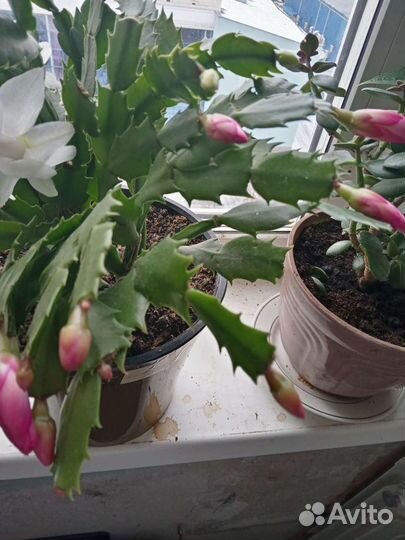 Укоренённые отростки декабриста продам