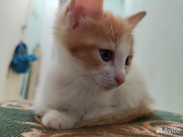 Трехшерстные котята