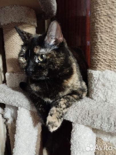 Кошка Гера в добрые руки