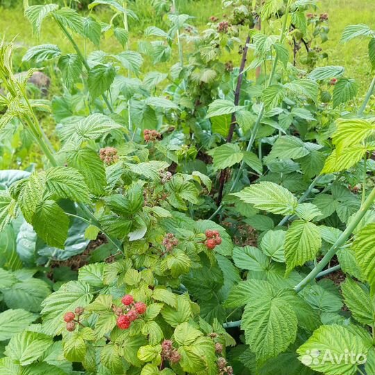 Черная ежемалина Кумберленд