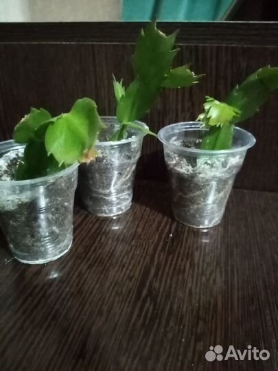 Детки желто-розового декабриста