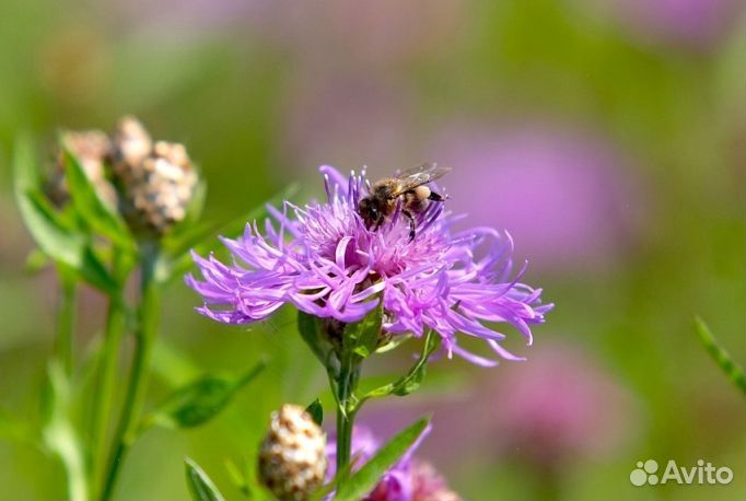 Мед Алтайский оптом