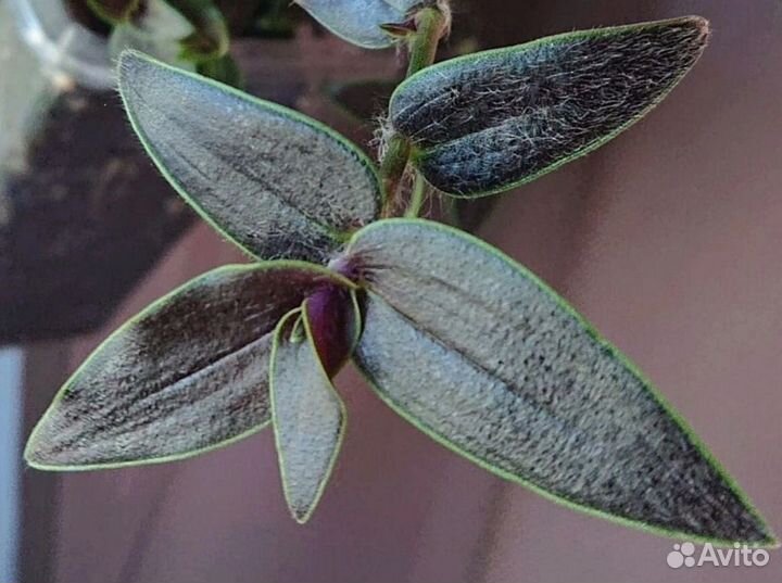 Традесканции сортовые