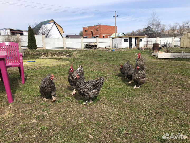 Инкубационное яйцо Мехеленской кукушки