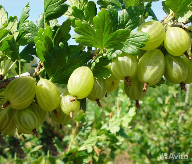 Саженцы разного крыжовника. Горелово