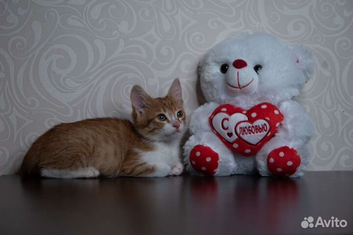 Рыжий котёнок, кошечка, в добрые руки