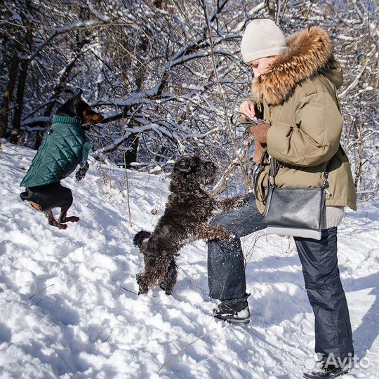 Цвергшнауцер вязка