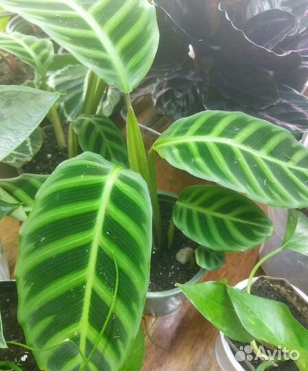 Калатея зебрина