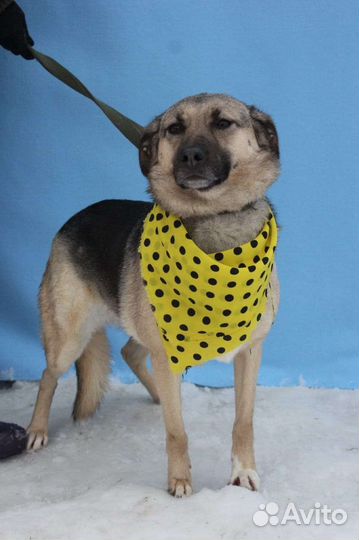 Подарите Октавии домашнее тепло и уют