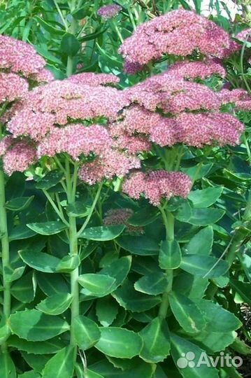 Многолетние цветы