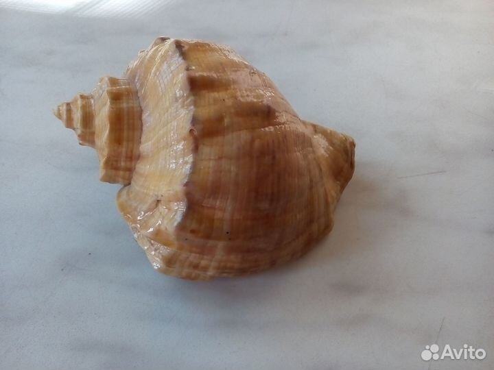 Ракушка декоративная
