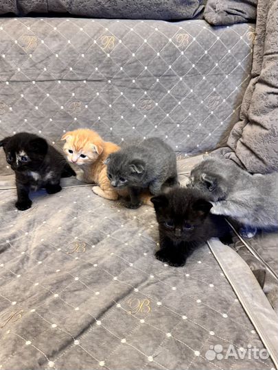 Кошки в добрые руки