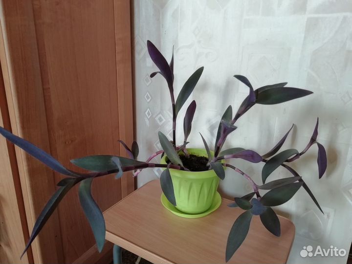 Традесканция Сеткреазия пурпурная и цветок Рео