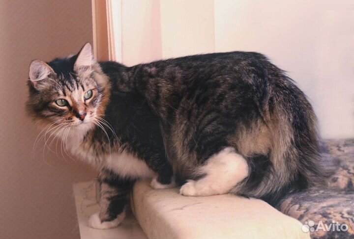 Котик в добрые руки