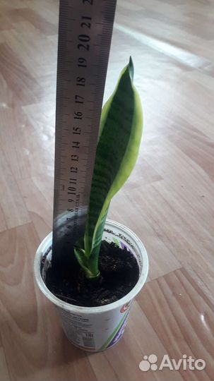 Сансевиерия