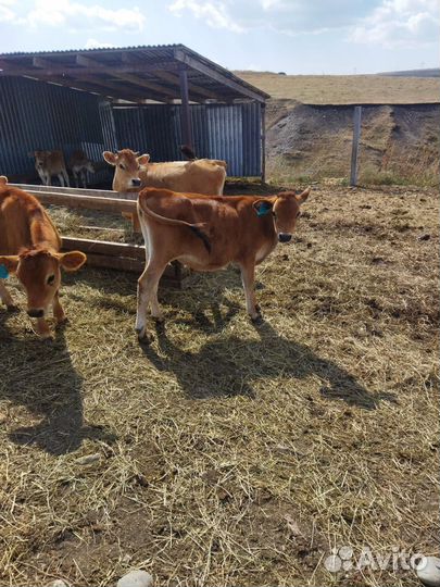 Коровы джерсийской породы (молочная)