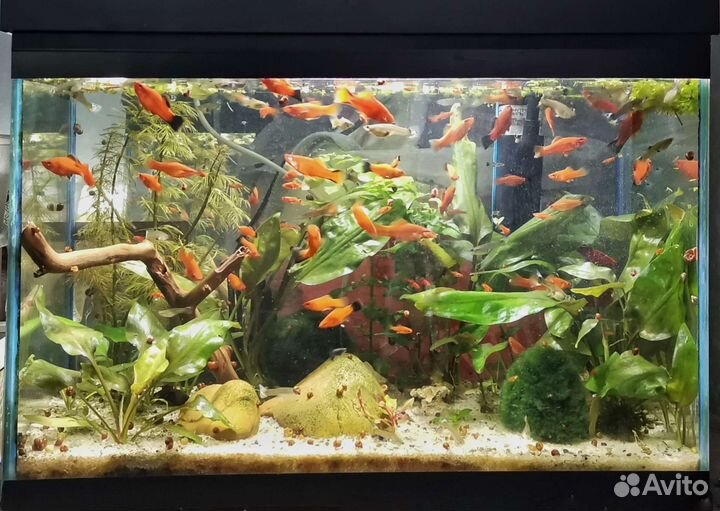 Рыбки, аквариумные растения, декорации