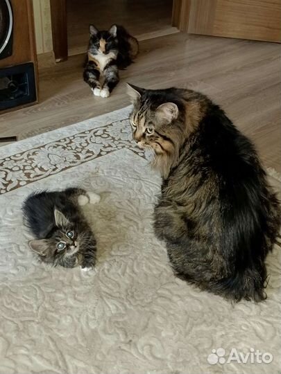 Кошки курильский бобтейл