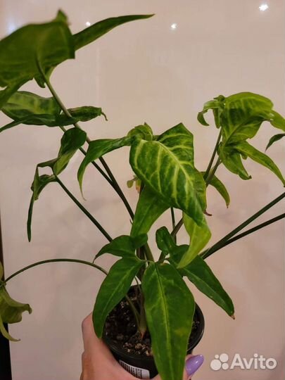 Педилантус, Сингониум