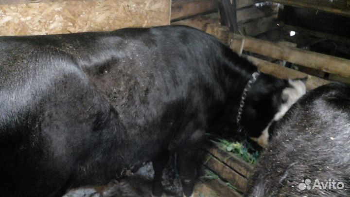 Бык 1г 2 месяца