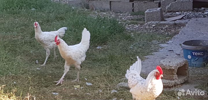 Молодые петушки