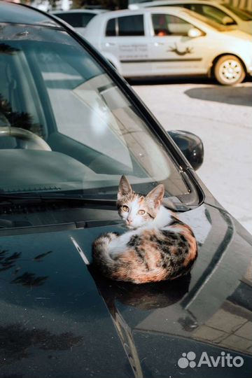 Зеркальный фотоаппарат nikon d3100