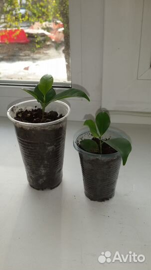 Фикусы Бенджамина