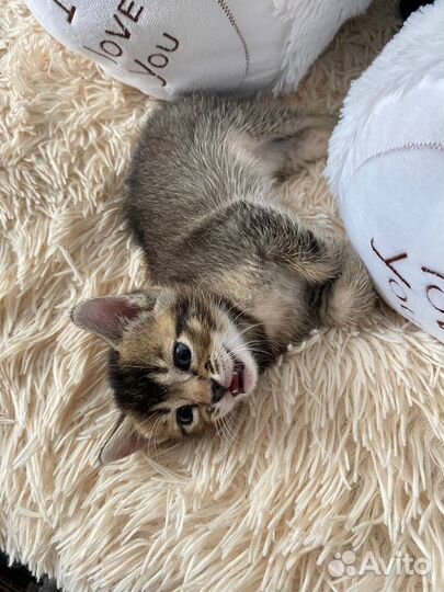 Абесинский котёнок