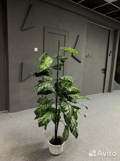 Комнатные растения цветы большие