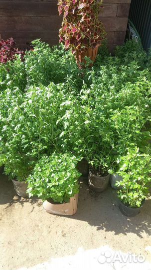 Хризантемы мультифлора