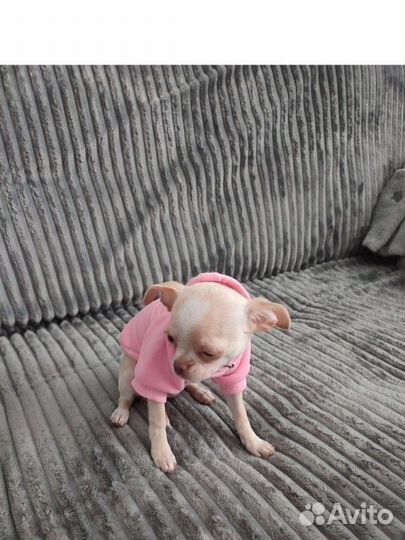 Одежда для кошек и собак мелких пород