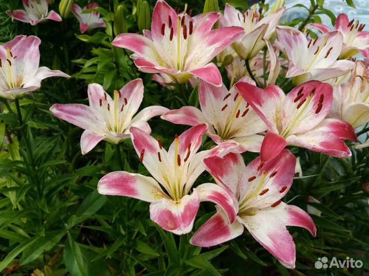 Многолетники