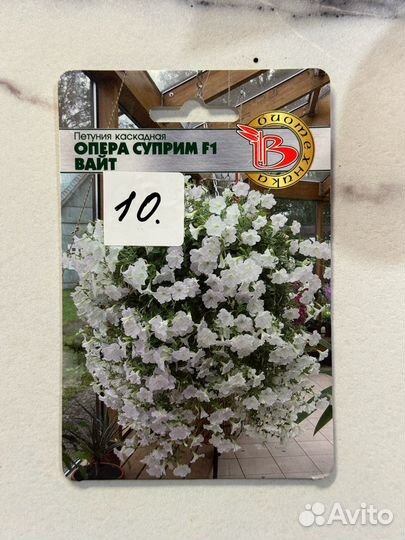 Рассада петунии, петуния каскадная