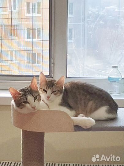 Прелестные котятки в добрые ручки